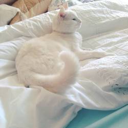 My baby 🌞 #lazy #lazycat #cat #whitecat #bed #sleep #duvet