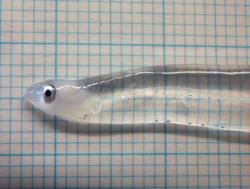 underthevastblueseas:  Glass eels typically refers to an intermediary