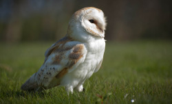 owlsday:  Barn Owl by David Stillman on Flickr.