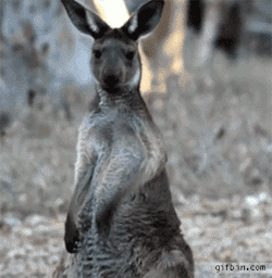 onlylolgifs:  Air guitar kangaroo