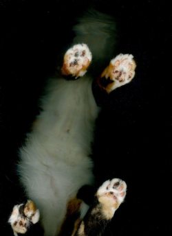 catsandkitten:  Cat scan