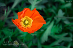 socialfoto:Orange Poppy by atulsinghbsb #SocialFoto