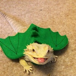 you-never-had-the-best:  Macs a real dragon now 