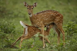 earthlynation:  (via 500px / Chital deer nursing her fawn by