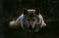 wolfeverything:❤