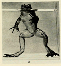nemfrog:  Female Mink frog, collected at Hart Lake, Adirondack