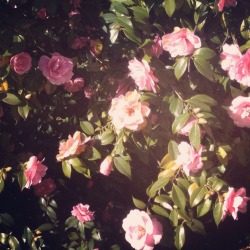 land0ffairies:  Flowers at my grans house Instagram @xbeccamae