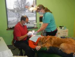 dogblessusa:  Meet Brooke, a therapy dog who calms children while