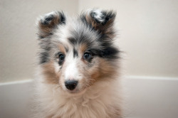 fuckyeahsheltie:  Happy Monday! via tedfoo