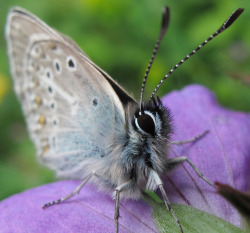 englishsnow:  { plebejus eumedon } 