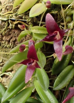 orchid-a-day:  Bulbophyllum macphersoniiSyn.: Bulbophyllum purpurascens;