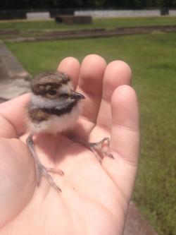 awwww-cute:  When I found this baby killdeer I knew you guys