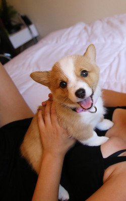 awwww-cute:  Meet my 8-week-old puppy, Maple the Corgi! <3