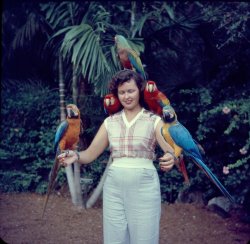 fifties-sixties-everyday-life:    Parrot Jungle,   Miami, Florida,