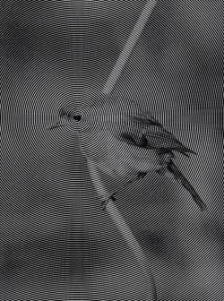 lostinconscienceuniverse:  #optic #Illusion #nature #dizzy #bird