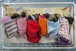 catsbeaversandducks:  The Tolga Bat Hospital: where adorable