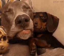 tastefullyoffensive:  “Dude, wake up they see us…” [video]