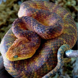 gelientin:  Atheris Squamigera #snakes #beautiful #animals 