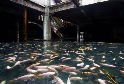  The New World Shopping Mall in Bangkok has been abandoned since