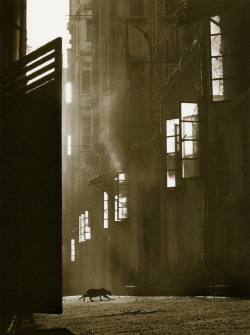 arsvitaest:  “The Search” Author: Fan Ho (Chinese,