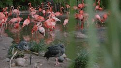 sdzoo:  No lassos in this flamingo roundup. Watch on YouTube.