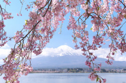 1l1l:富士山と桜