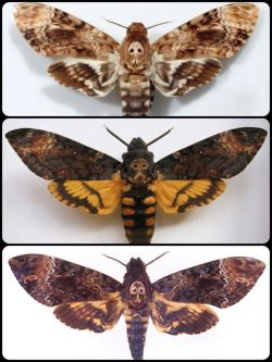 bunnyharlow:  crisolyn-uendelig:  The Death’s Head Hawk Moth