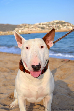 handsomedogs:  Bull Terrier White |   Jenni Sala Gallego  