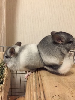 brownmuva:  error-of-universe:  chinchilla-lab:  ふたごちゃん