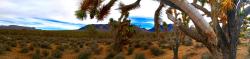 reddlr-earthporn:  Joshua Trees - Dolan Springs, Arizona [OC]