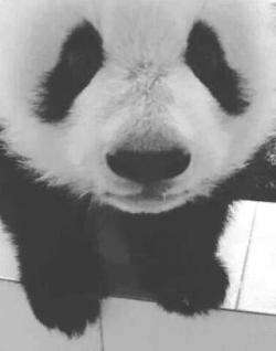 #my little panda