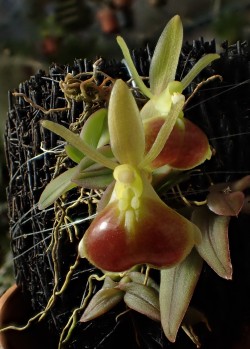 orchid-a-day:  Epidendrum porpax Syn.: Neolehmannia porpax; Nanodes