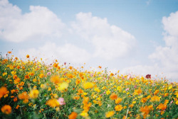 I LOVE wildflowers! I would toss seeds everywhere I went if I