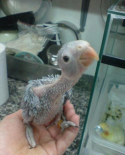 pearl-nautilus:  Baby African Grey Parrot