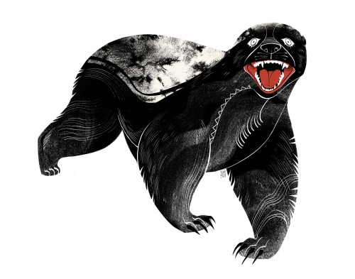 euqinimodart:Honey Badger