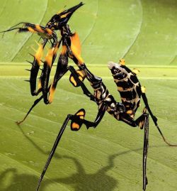 ronbeckdesigns:  giant devil flower mantids (idolomantis diabolica)