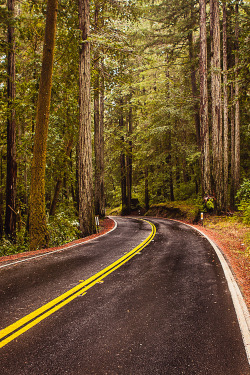 plasmatics-life:  Redwood ~ By Dave Pluimer