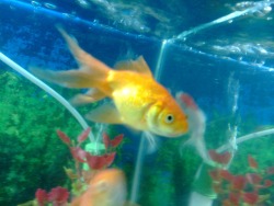 goldfisses:  please take these goldfish pictures that i have