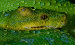 reptiglo:  Green Tree Python (Morelia viridis) by Thor Hakonsen