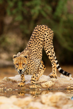 tiger–kids:  this-is-wild:  (via 500px / Glaring cheetah