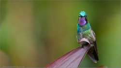 importantbirds:  fairy-wren:  (via 500px / Purple-throated Mountain