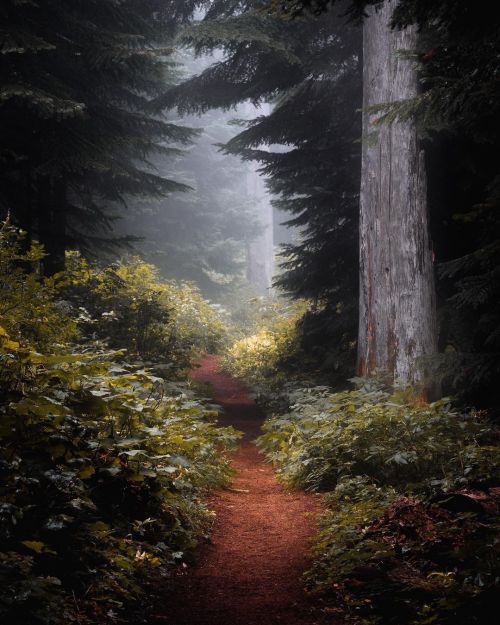 wistfullycountry:Ryan Pisaneschi | @ryanapisaneschi 