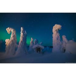 Sentinels of a Northern Sky #nasa #apod #snow #trees #snowtrees