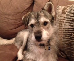 cute-overload:  This is Jeffrey, my rescue dog who’s a Siberian