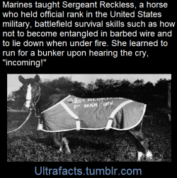 brokenbutreadable:  ultrafacts:    She quickly became part of