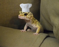 iguanamouth:  douxkitten:  he chef   yes  !!!! 