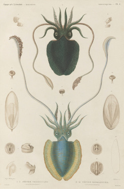 mucholderthen:  The Astrolabe MolluscsVoyage de Découvertes