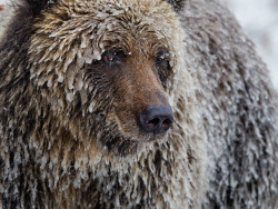 Cold enough fur ya? (Grizzly encrusted with ice after fishing)