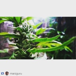 hotboxja:  #Repost @marzguru @hotboxjamaica WWW.HOTBOXJAMAICA.COM