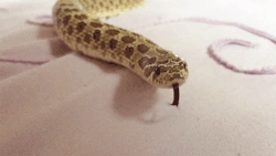 pretzel-the-hognose:  I’ve been meaning to take some slo-mo